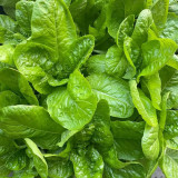 Green Peacock Lettuce Seeds - Fast-Growing, Disease-Resistant, Low Fiber, Nutrient Rich, For Pots & Balconies