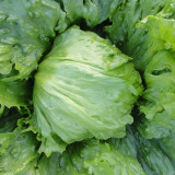 Caesar Crisphead Lettuce Seeds - High Yields & Strong Disease Resistance, Engineered for Professional Growers