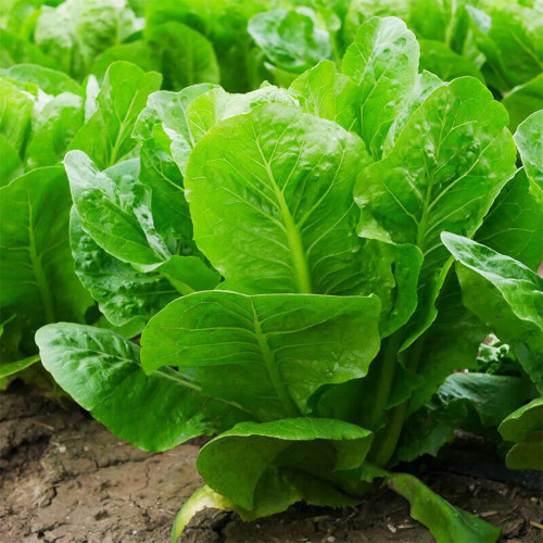 Green Peacock Lettuce Seeds - Fast-Growing, Disease-Resistant, Low Fiber, Nutrient Rich, For Pots & Balconies