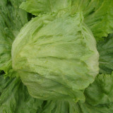 Caesar Crisphead Lettuce Seeds - High Yields & Strong Disease Resistance, Engineered for Professional Growers