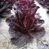 Purple Romaine Lettuce Seeds - Fast-Growing, Ornamental, Rich in Anthocyanins, Crisp for Salads