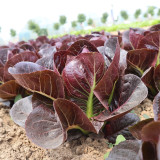 Purple Roman Lettuce Seeds - Fast-Growing, Nutrient-Rich, Easy to Grow, For Salads & Soups