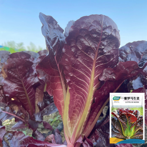 Purple Romaine Lettuce Seeds - Fast-Growing, Ornamental, Rich in Anthocyanins, Crisp for Salads