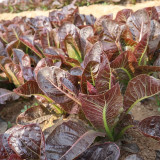 Purple Roman Lettuce Seeds - Fast-Growing, Nutrient-Rich, Easy to Grow, For Salads & Soups