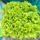 Big Speed Lettuce Seeds - Nutritious, Easy to Grow, Ideal for Market Growers and Home Gardeners