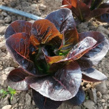 Purple Roman Lettuce Seeds - Fast-Growing, Nutrient-Rich, Easy to Grow, For Salads & Soups