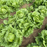 Caesar Crisphead Lettuce Seeds - High Yields & Strong Disease Resistance, Engineered for Professional Growers