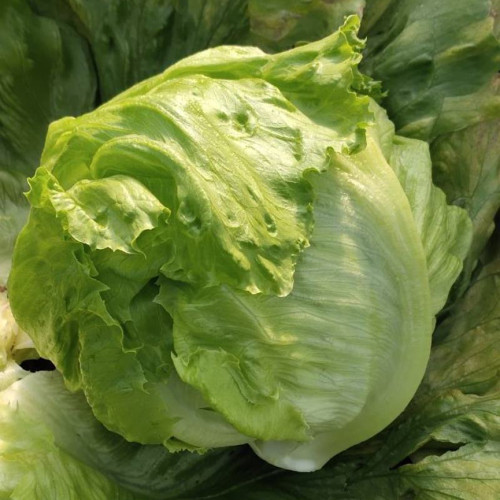Caesar Crisphead Lettuce Seeds - High Yields & Strong Disease Resistance, Engineered for Professional Growers