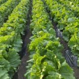 Caesar Crisphead Lettuce Seeds - High Yields & Strong Disease Resistance, Engineered for Professional Growers