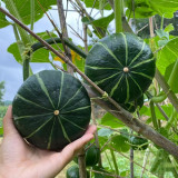 Green Baby Mini Pumpkin Seeds - Sweet, Fine Texture, Deep Yellow Flesh, Ideal for Gourmet Cooking