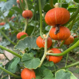 Red BeiBei Pumpkin Seeds - Chestnut-Flavored, Fine Textured Flesh for Gourmet Meals
