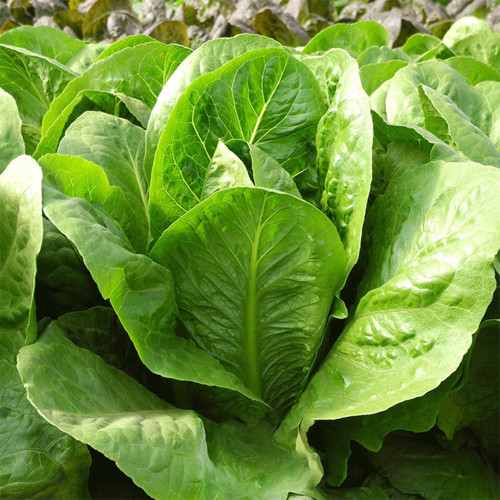 Romaine Lettuce Seeds - Fast-Growing, Upright, High-Yield, and Bolt-Resistant for Reliable Harvests