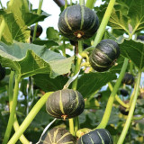 Green Baby Mini Pumpkin Seeds - Sweet, Fine Texture, Deep Yellow Flesh, Ideal for Gourmet Cooking