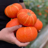 Red BeiBei Pumpkin Seeds - Chestnut-Flavored, Fine Textured Flesh for Gourmet Meals