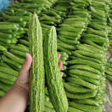 'Lvjinlong' Bitter Melon Seeds - Early-Maturing, Disease & Cold Resistant, High-Yield Variety