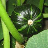 Green Baby Mini Pumpkin Seeds - Sweet, Fine Texture, Deep Yellow Flesh, Ideal for Gourmet Cooking