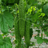 'Lvjinlong' Bitter Melon Seeds - Early-Maturing, Disease & Cold Resistant, High-Yield Variety