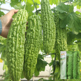 'Saibilu' Bitter Melon Seeds - Dutch Hybrid, Crisp Taste, High Yield & Disease Resistant