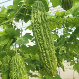'Saibilu' Bitter Melon Seeds - Dutch Hybrid, Crisp Taste, High Yield & Disease Resistant