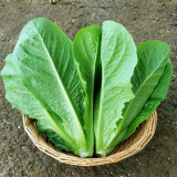 Romaine Lettuce Seeds - Fast-Growing, Upright, High-Yield, and Bolt-Resistant for Reliable Harvests