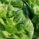 Romaine Lettuce Seeds - Fast-Growing, Upright, High-Yield, and Bolt-Resistant for Reliable Harvests