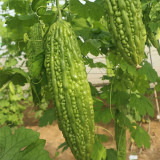 'Saibilu' Bitter Melon Seeds - Dutch Hybrid, Crisp Taste, High Yield & Disease Resistant