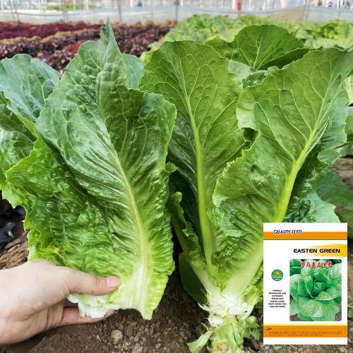 Romaine Lettuce Seeds - Fast-Growing, Upright, High-Yield, and Bolt-Resistant for Reliable Harvests