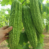 'Saibilu' Bitter Melon Seeds - Dutch Hybrid, Crisp Taste, High Yield & Disease Resistant