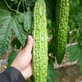 'Saibilu' Bitter Melon Seeds - Dutch Hybrid, Crisp Taste, High Yield & Disease Resistant