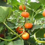 Red BeiBei Pumpkin Seeds - Chestnut-Flavored, Fine Textured Flesh for Gourmet Meals