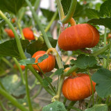 Red BeiBei Pumpkin Seeds - Chestnut-Flavored, Fine Textured Flesh for Gourmet Meals