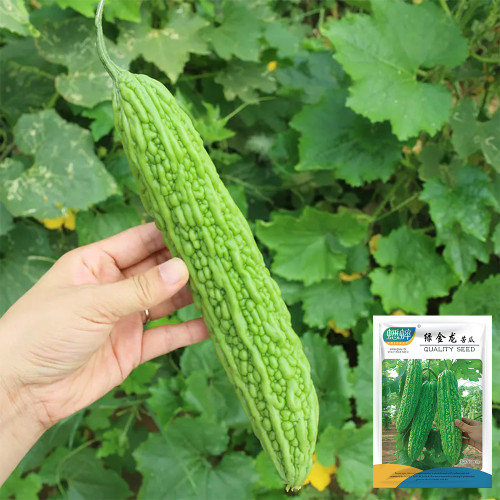 'Lvjinlong' Bitter Melon Seeds - Early-Maturing, Disease & Cold Resistant, High-Yield Variety