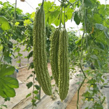 'Lvjinlong' Bitter Melon Seeds - Early-Maturing, Disease & Cold Resistant, High-Yield Variety