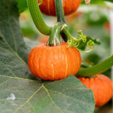 Red BeiBei Pumpkin Seeds - Chestnut-Flavored, Fine Textured Flesh for Gourmet Meals