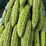 'Saibilu' Bitter Melon Seeds - Dutch Hybrid, Crisp Taste, High Yield & Disease Resistant