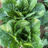 Romaine Lettuce Seeds - Fast-Growing, Upright, High-Yield, and Bolt-Resistant for Reliable Harvests