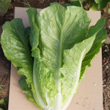 Romaine Lettuce Seeds - Fast-Growing, Upright, High-Yield, and Bolt-Resistant for Reliable Harvests