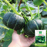 Green Baby Mini Pumpkin Seeds - Sweet, Fine Texture, Deep Yellow Flesh, Ideal for Gourmet Cooking