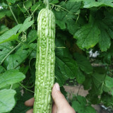 'Lvjinlong' Bitter Melon Seeds - Early-Maturing, Disease & Cold Resistant, High-Yield Variety