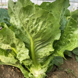 Romaine Lettuce Seeds - Fast-Growing, Upright, High-Yield, and Bolt-Resistant for Reliable Harvests
