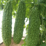 'Saibilu' Bitter Melon Seeds - Dutch Hybrid, Crisp Taste, High Yield & Disease Resistant