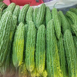 'Lvjinlong' Bitter Melon Seeds - Early-Maturing, Disease & Cold Resistant, High-Yield Variety