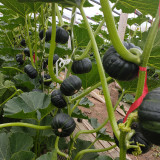 Moxiang BeiBei Pumpkin seeds - High-Yield, Suitable for Commercial and Hobby Growers