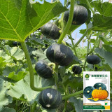 Moxiang BeiBei Pumpkin seeds - High-Yield, Suitable for Commercial and Hobby Growers