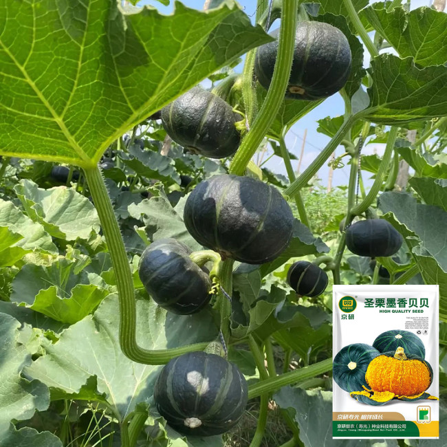 Moxiang BeiBei Pumpkin seeds - High-Yield, Suitable for Commercial and Hobby Growers