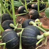 'Li Mei No. 1' Baby Pumpkin Seeds - High-Yielding, Thick-Fleshed, and Sweet