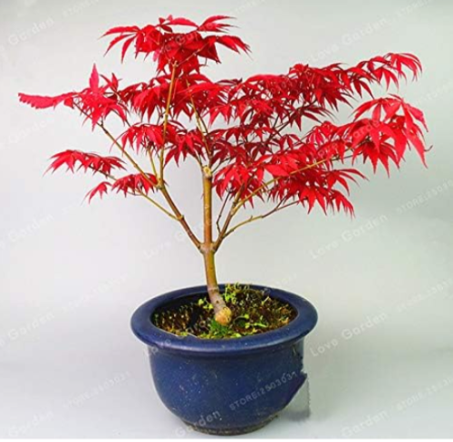 Acer Palmatum Atropurpureum Seed Real Japanese Red Ghost Maple Tree Seeds