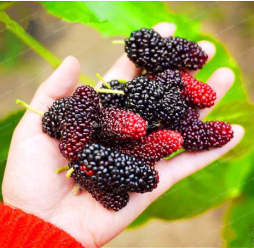 Mulberry Seed Sweet Black Berry Giant Plants Miracle Fruit Plant