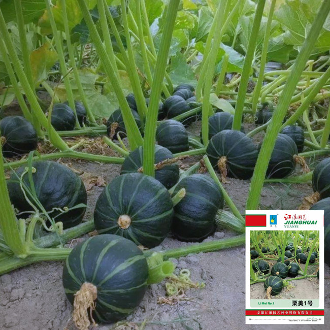 'Li Mei No. 1' Baby Pumpkin Seeds - High-Yielding, Thick-Fleshed, and Sweet