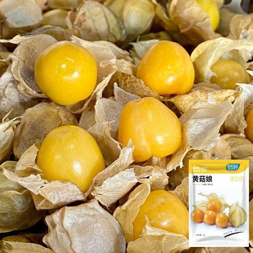 Golden Ground Cherry Seeds - Early-Maturing, Sweet Berry, High-Yield, Easy to Grow